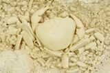 Fossil Crab (Potamon) Preserved in Travertine - Turkey #350887-2